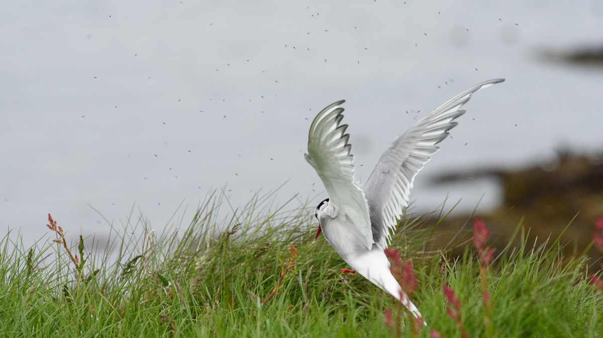 tern landing